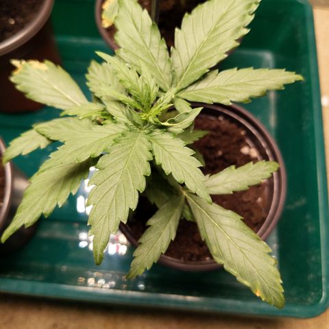 Orion F1 #1 growlog timeline photo