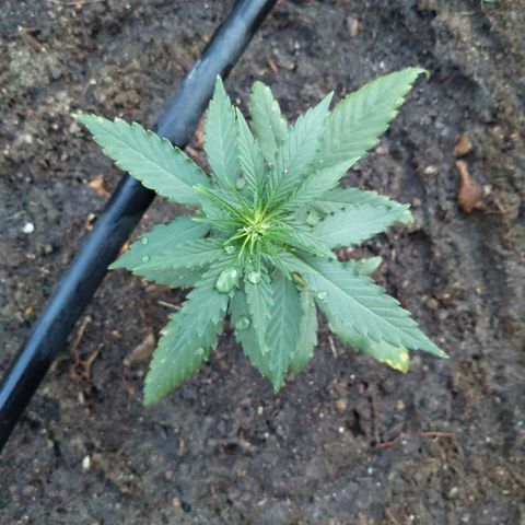Orion F1 #2 growlog timeline photo