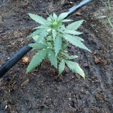 Orion F1 #2 growlog timeline photo