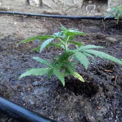 Orion F1 #1 growlog timeline photo