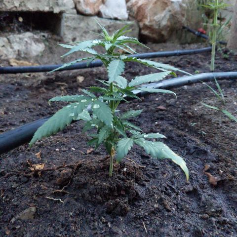 Orion F1 #2 growlog timeline photo