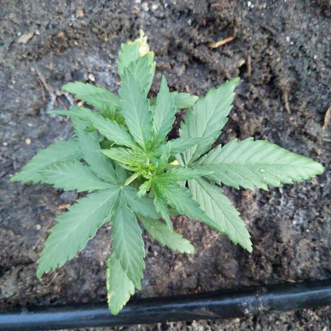 Orion F1 #1 growlog timeline photo