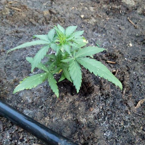 Orion F1 #1 growlog timeline photo