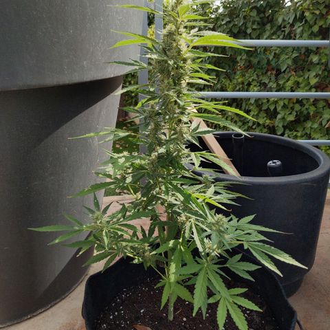 Jacques  growlog timeline photo