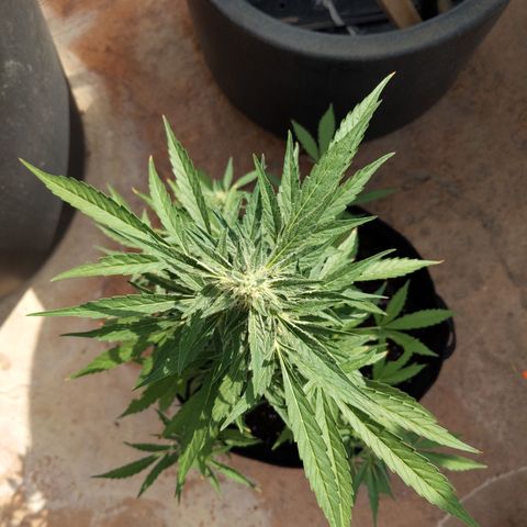 Jacques  growlog timeline photo