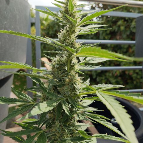 Jacques  growlog timeline photo
