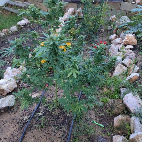 White Widow  growlog timeline photo