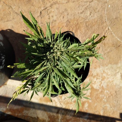 Jacques  growlog timeline photo