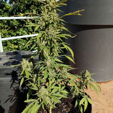 Jacques  growlog timeline photo