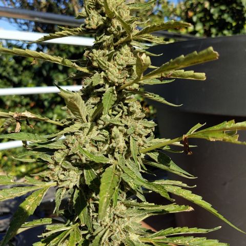 Jacques  growlog timeline photo