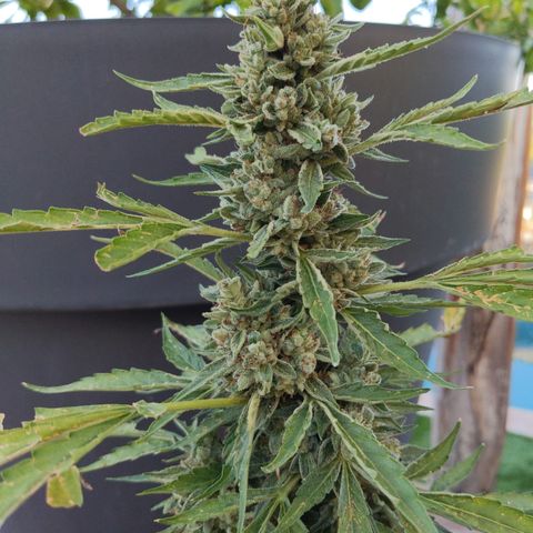 Jacques  growlog timeline photo