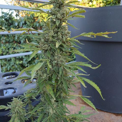 Jacques  growlog timeline photo