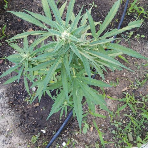 Orion F1 #1 growlog timeline photo