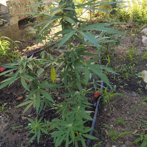 Orion F1 #1 growlog timeline photo