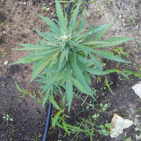 Orion F1 #2 growlog timeline photo