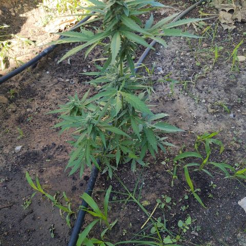 Orion F1 #2 growlog timeline photo