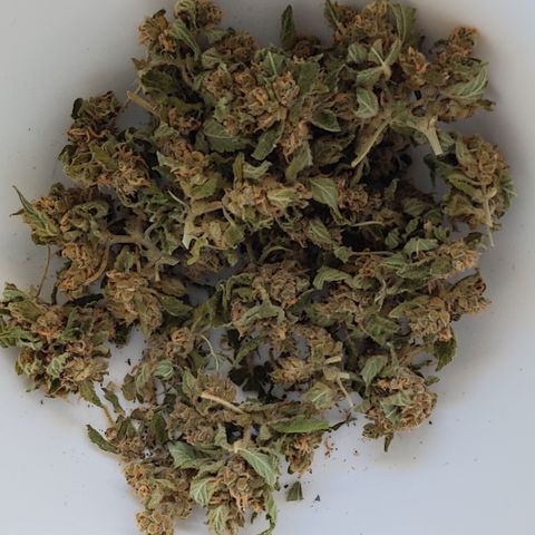 Super Skunk Autoflower growlog timeline photo