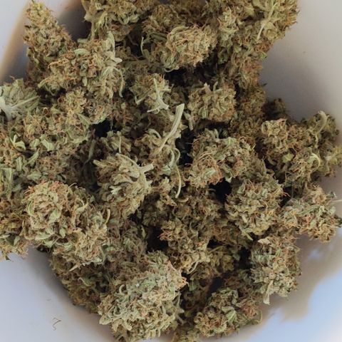 Pineapple Glue Auto growlog timeline photo