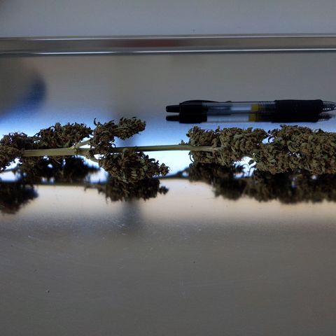 Pineapple Glue Auto growlog timeline photo