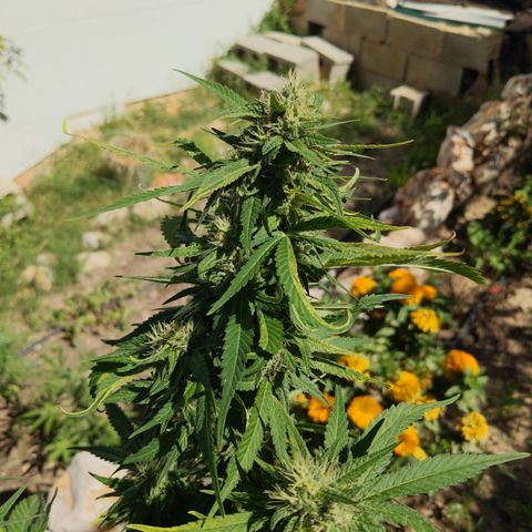 White Widow  growlog timeline photo