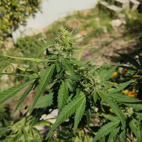 White Widow  growlog timeline photo