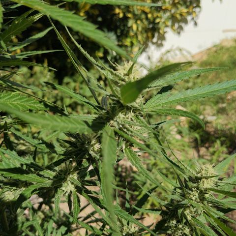 Ripper Haze growlog timeline photo