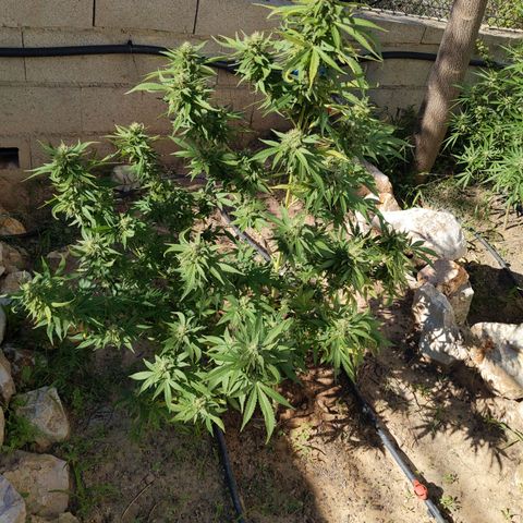 White Widow  growlog timeline photo