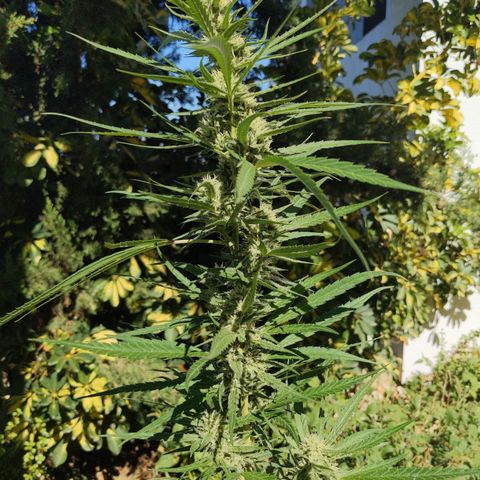 Ripper Haze growlog timeline photo