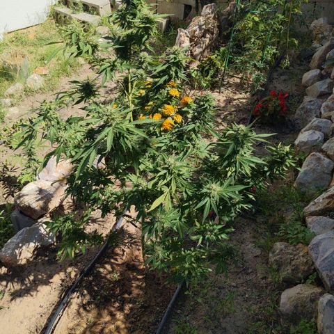 White Widow  growlog timeline photo