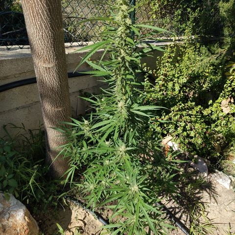 Ripper Haze growlog timeline photo