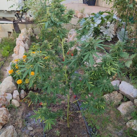 White Widow  growlog timeline photo