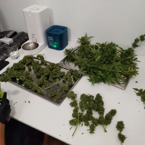 White Widow  growlog timeline photo