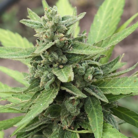 Orion F1 #2 growlog timeline photo
