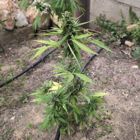Orion F1 #2 growlog timeline photo