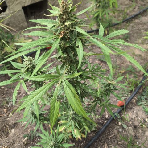 Orion F1 #1 growlog timeline photo