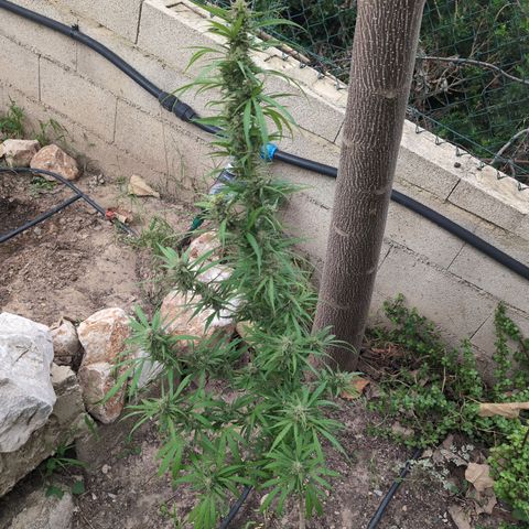 Ripper Haze growlog timeline photo