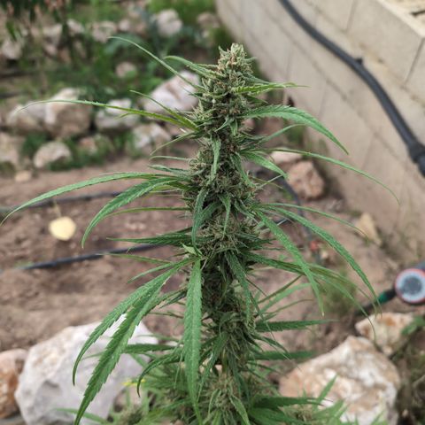 Ripper Haze growlog timeline photo