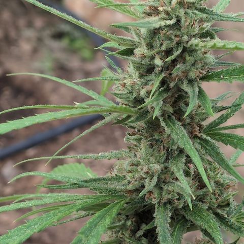 Ripper Haze growlog timeline photo