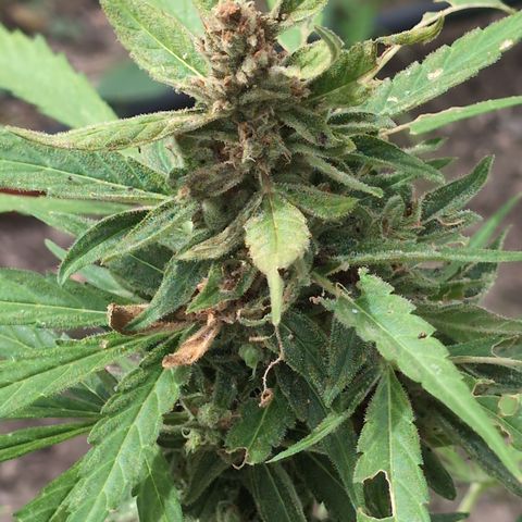 Orion F1 #1 growlog timeline photo