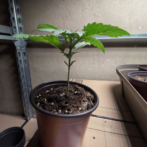 O.G. Kush #2 growlog timeline photo