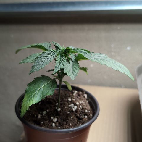 O.G. Kush #1 growlog timeline photo