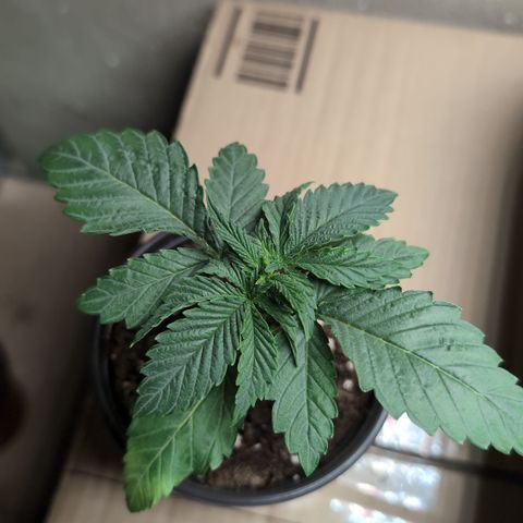 O.G. Kush #1 growlog timeline photo