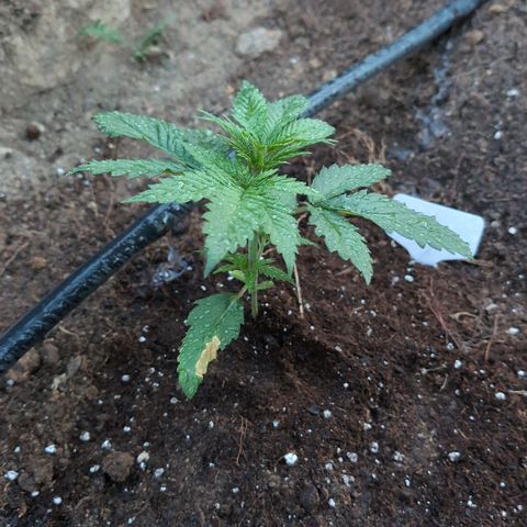 O.G. Kush #2 growlog timeline photo