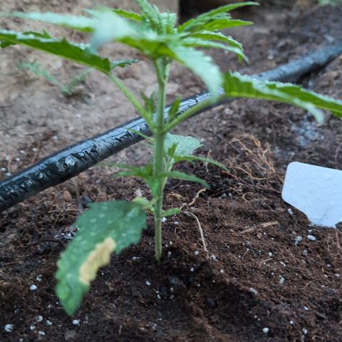 O.G. Kush #2 growlog timeline photo