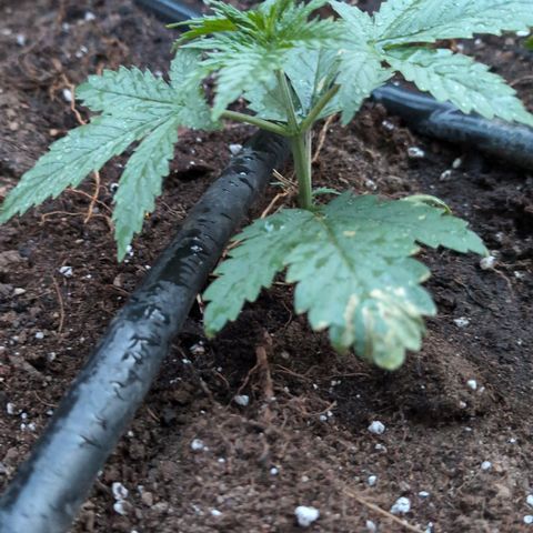 Medical Mass #2 growlog timeline photo