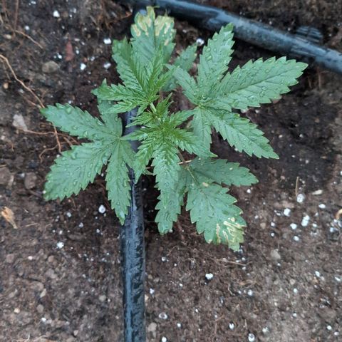 Medical Mass #2 growlog timeline photo