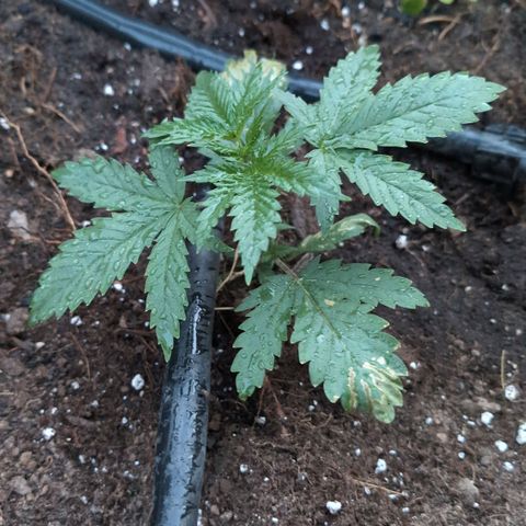 Medical Mass #2 growlog timeline photo