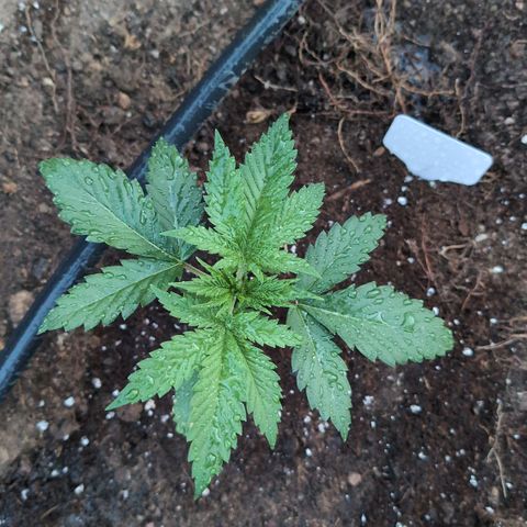 O.G. Kush #2 growlog timeline photo