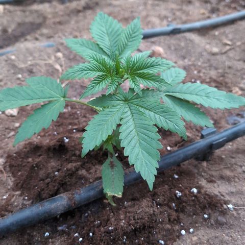 Northern Light #2 growlog timeline photo