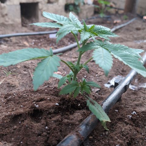 Northern Light #2 growlog timeline photo